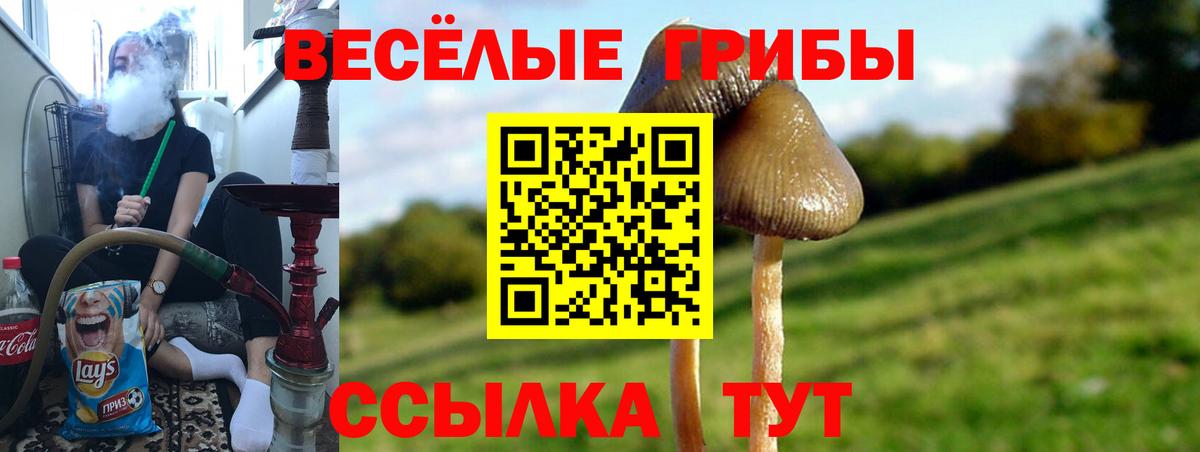 Галлюциногенные грибы Psilocybine cubensis Чебаркуль